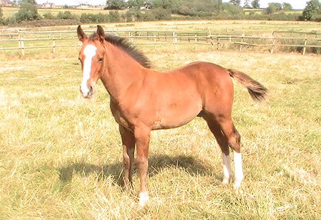 Show Jumping Foal For Sale